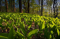 Lily of the Valley plants (Convallaria majalis) in a mixed deciduous forest, Boettcherberg, Berlin, Germany, April 2007