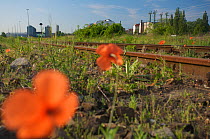 Poppies flowering and other vegetation on urban waste land close to Berlin central station, Berlin, Germany, May 2008