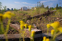 Vegetation on urban waste land close to Berlin central station, Berlin, Germany, May 2008