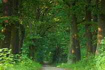 Avenue of English oak trees (Qercus robur) Gebiet Spandauer Forst, Berlin, Germany, June