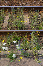 Flowers growing amongst railway lines, Urban waste vegetation, Berlin, Germany, June