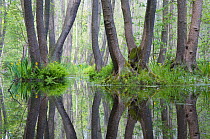 Alder trees (Alnus sp) reflected in standing water in nature reserve, Berlin, Germany, May 2009
