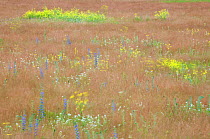 Grassland meadow at the former airbase, Flughafen Johannisthal, Berlin, Germany, June 2009