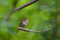 Nightingale (Luscinia megarhynchos) male singing, Treptower Park, Berlin, Germany.