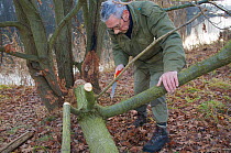 Berlin's beaver expert, Willi Recker, checking a fallen tree for beaver activity, Berlin, Germany, November 2007