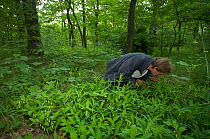 Michael Ristow, a botanist with the University of Potsdam, investigating a site for Siberian Iris (Iris sibirica) in the Wuhlheide, Berlin, Germany, May 2008