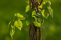 Leaves, tendrils and stems of a climbing plant, Berlin, Germany, May