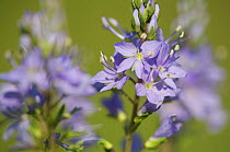 Large speedwell (Veronica teucrium) flowers, Berlin, Germany, May