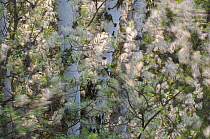 Willow flowers (Salix sp) amongst trunks of Birch trees (Betula sp), Germany, May