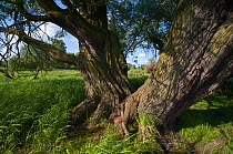 Trunk of old Willow tree (Salix sp) beside river Tegeler Fliess, Berlin, Germany, May