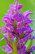 Irish / Western  marsh orchid (Dactylorhiza majalis) flowers, Tegeler Fliess, Berlin, Germany.