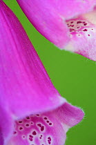 Close up of flower of Common foxglove (Digitalis purpurea) Germany.