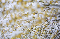 Fresh snow on willow catkins (Salix sp) Berlin, Germany, March
