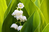 Lily of the Valley (Convallaria majalis) flowers, Grunewald forest, Berlin, Germany, April