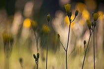 Hawkweed (Hieracium sp) flowers, Germany.