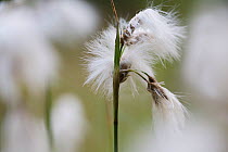 Common cotton grass (Eriophorum angustifolium) Lake Pechsee, Grunewald forest, Berlin, Germany, May
