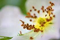 Close up of flower of Dog rose (Rosa canina)  Berlin, Germany, May