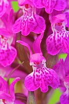 Close up of Western / Irish Marsh orchid flower (Dactylorhiza majalis) Germany, May