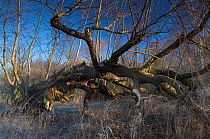 Fallen Willow tree (Salix sp) besdie the Tegeler Fliesstal river, Berlin, Germany, February