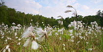 Stand of Common Cottongrass (Eriophorum angustifolium) at Lake Pechsee, a small bog in the Grunewald forest, Berlin, Germany, May