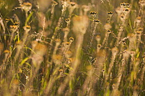 Hawkweed (Hieracium sp), Berlin, Germany.