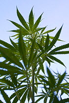 Cannabis (Cannabis sativa), wild private illegal plantation, Berlin, Germany, July