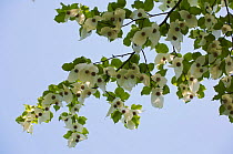 Handkerchief / Dove Tree (Davidia involucrata) in flower, Tiergarten, Berlin, Germany, April