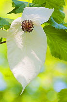 Handkerchief / Dove Tree (Davidia involucrata) flower, Tiergarten, Berlin, Germany, April