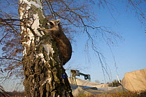 Raccoon (Procyon lotor) climbing in a birch tree beside Lake Myggelsee, Berlin, Germany, November