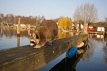 Raccoon (Procyon lotor) walking along pier, Lake Myggelsee, Berlin, Germany, November