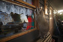 Raccoon (Procyon lotor) standing on a bench examining the window of a holiday home, Lake Myggelsee, Berlin, Germany, November. Property released