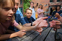 Children admiring and touching a Grass snake (Natrix natrix), Oekowerk in the Grunewald, Berlin, Germany, August 2006
