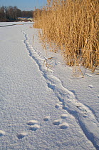 Tracks of European beaver (Castor fiber albicus) and Red fox (Vulpes vulpes) in snow on ice at the edge Lake Tegeler See, Berlin, Germany, February