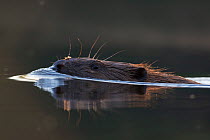 European beaver (Castor fiber albicus) swimming,  river Havel, Berlin, Germany, August