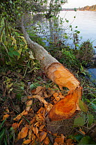Alder tree cut down by Eurasian beaver (Castor fiber albicus) on river bank of the Havel, Berlin, Germany, October 2007