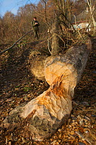 Elm tree cut down by Eurasian beaver (Castor fiber albicus) on river bank of the Havel, Berlin, Germany, October 2007