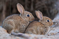 Two young European rabbits (Oryctolagus cuniculus) near subway station Haselhorst, Berlin, Germany, June 2008
