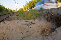 Two young European rabbits (Oryctolagus cuniculus) near busy road and subway station Haselhorst, Berlin, Germany, June 2008