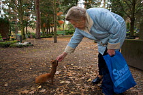 Elderly lady feeding walnut to Red squirrel (Sciurus vulgaris) by hand, cemetery "In den Kisseln", Berlin, Germany.
