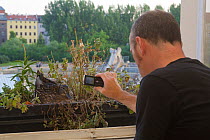 Man taking photo with mobile phone of female Mallard (Anas platyrhynchos) nesting in window box of a 4th floor flat, Berlin, Germany, June