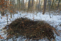 Wild boar (Sus scrofa) nest in the Grunewald forest, Berlin, Germany, March