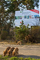 Wild boar (Sus scrofa) sow and piglets underneath large billboard of a building company, Berlin, Germany, March