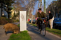 Pedestrian and cyclist observe Wild boars (Sus scrofa) on the curb of Argentinische Allee, Berlin, Germany, March 2007