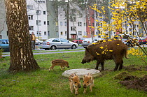 Wild boar (Sus scrofa) sow and piglets foraging in a city garden, Argentinischen Allee, Berlin, Germany, March 2007