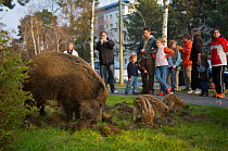 People warching Wild boar (Sus scrofa) sow and piglets foraging in a city garden, Argentinischen Allee, Berlin, Germany, March 2007
