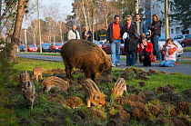 People watching Wild boar (Sus scrofa) sow and piglets foraging in a city garden, Argentinischen Allee, Berlin, Germany, March 2007