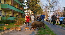 People watching Wild boar (Sus scrofa) sow and piglets crossing road, Argentinischen Allee, Berlin, Germany, March 2007