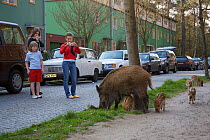 Children watch and photograph Wild boar (Sus scrofa) sow and piglets foraging in a city beside road, Argentinischen Allee, Berlin, Germany, March 2007