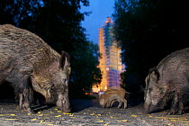 Wild boar (Sus scrofa) sow, yearling and piglets feeding on noodles at the Grunewald tower, Berlin, Germany, June 2009