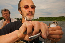 Jyrgen Fiebig ringing a Black tern (Chlidonias niger) chick that has hatched from nest on artificial nesting platform, Lake Mueggelsee, Berlin, Germany, June